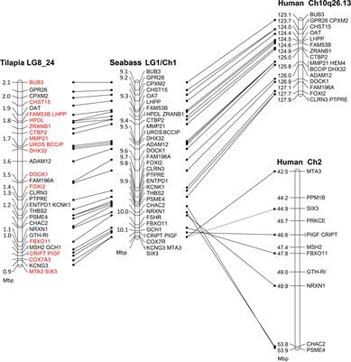 Preferential Mapping of Sex-Biased Differentially-Expressed Genes of Larvae to the Sex-Determining Region of Flathead Grey Mullet (Mugil cephalus)